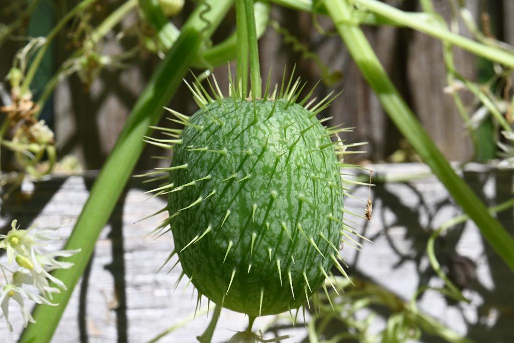 2025-08300238 Broad Meadow Brook, MA.JPG - Wild Cucumber (Echinocystis lobata). Broad Meadow Brook WIldlife Sanctuary, MA, 8-30-2025
